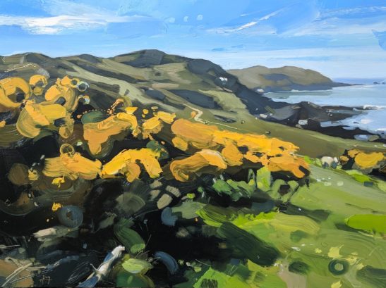 Gorse on Bull Point 46 x 61 cm oil on board