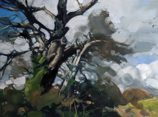 Light on a Hedge at Arlington 46 x 61 cm oil on board