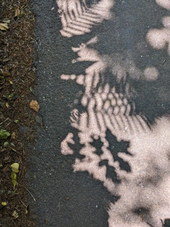 Hedge shadows (II)