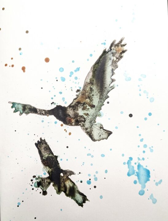Buzzard, ink